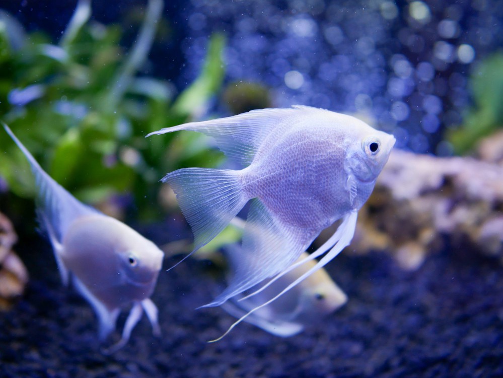 Angel fish