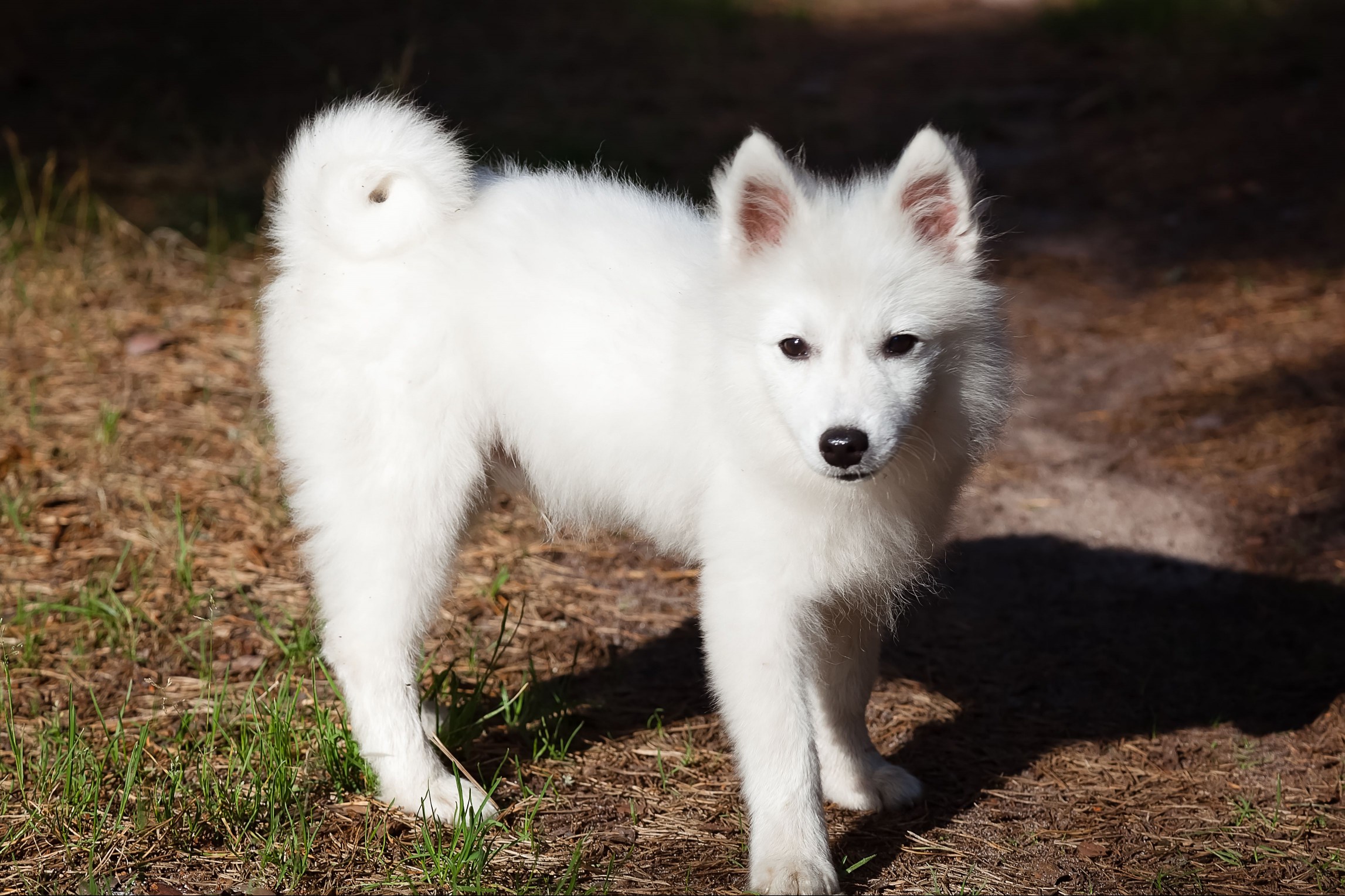 Japanese Spitz Puppy