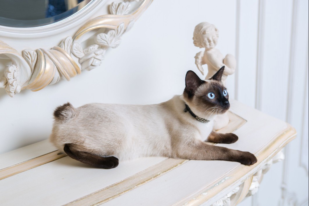 Japanese bobtail on mantle