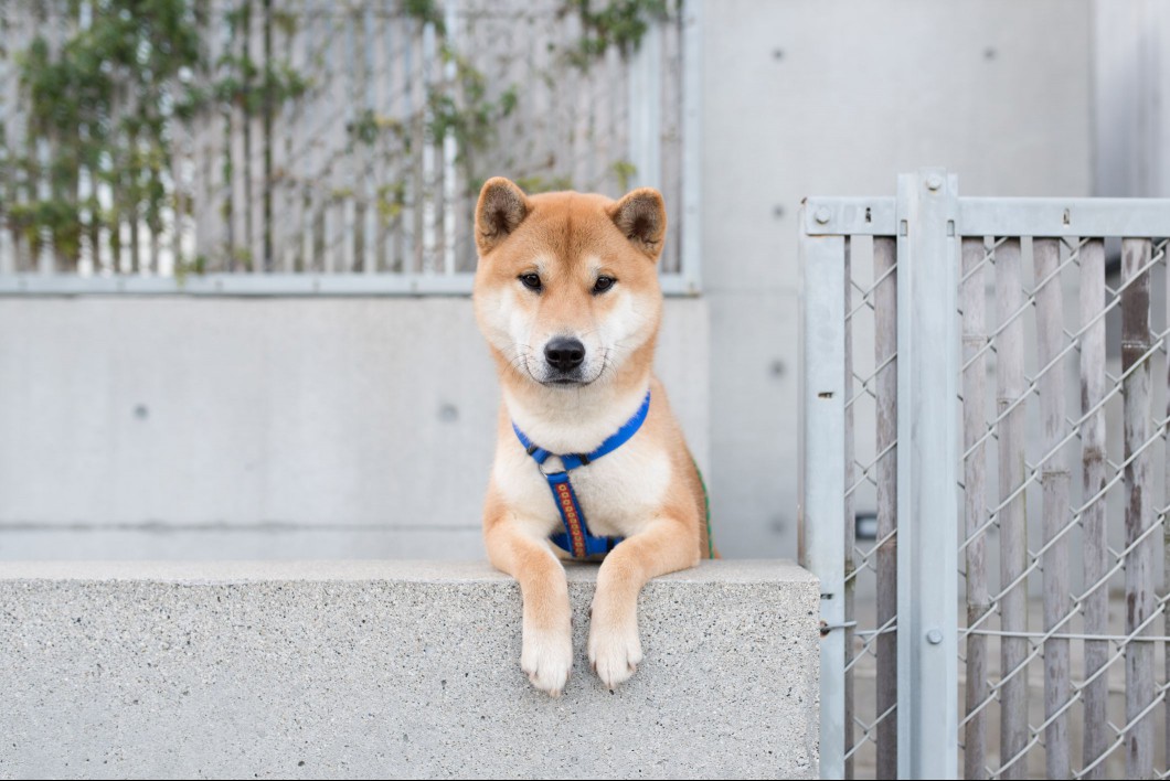 Shiba Inu dog lounges on concrete wall in urban setting