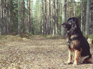 Rabies in Dogs
