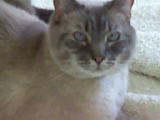 Picture of Jupiter, a Siamese Cat