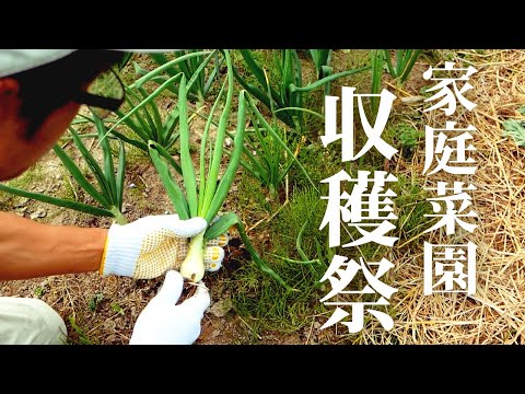 バーベキューガーデンで育てるべき野菜とハーブの選び方