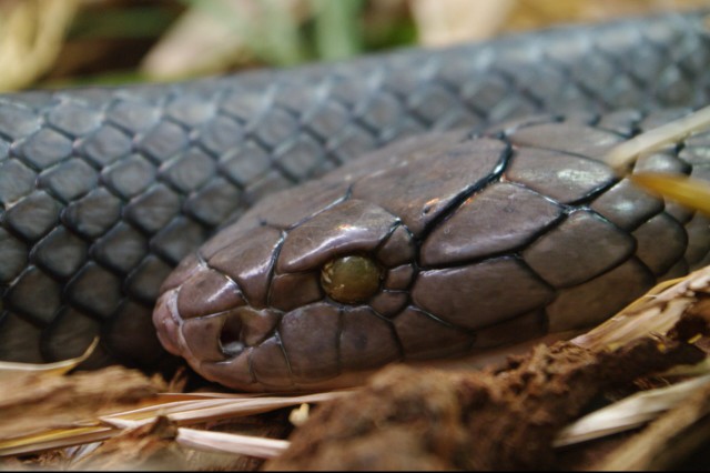 A king cobra at the San Diego zoo