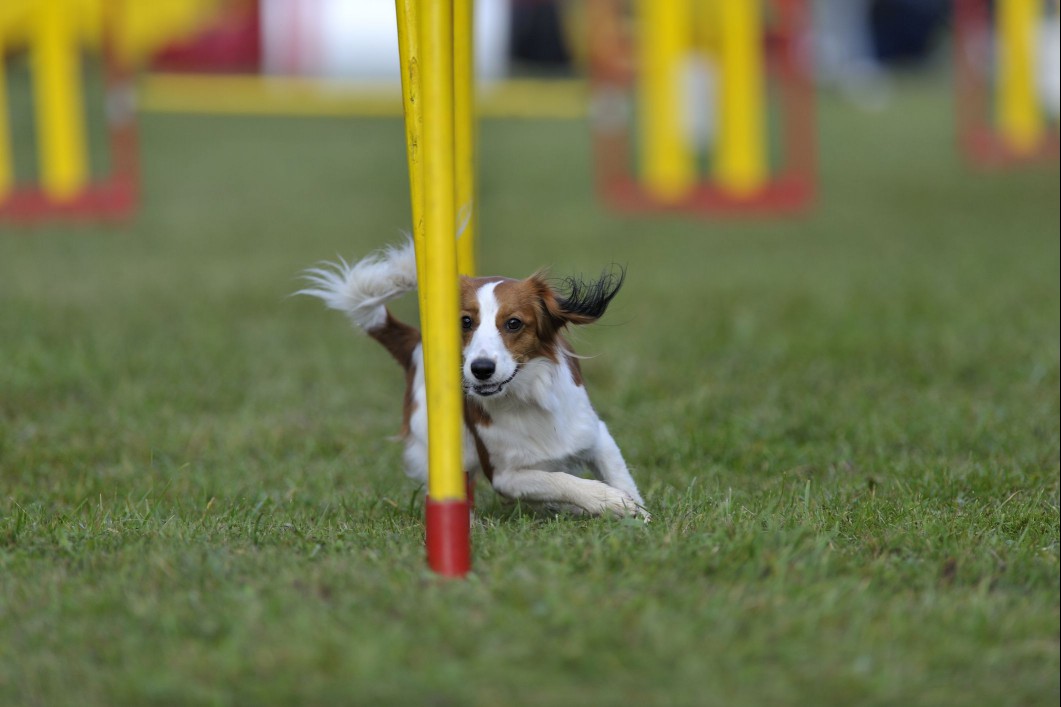Kooiker in agility contest