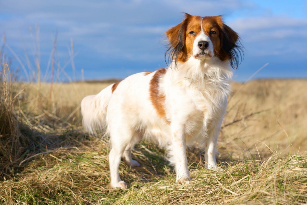 Adult Kooiker standing in field