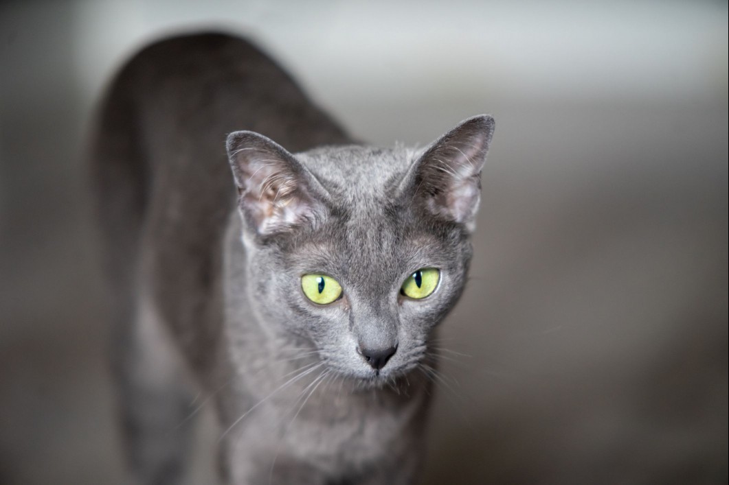 Korat cat portrait