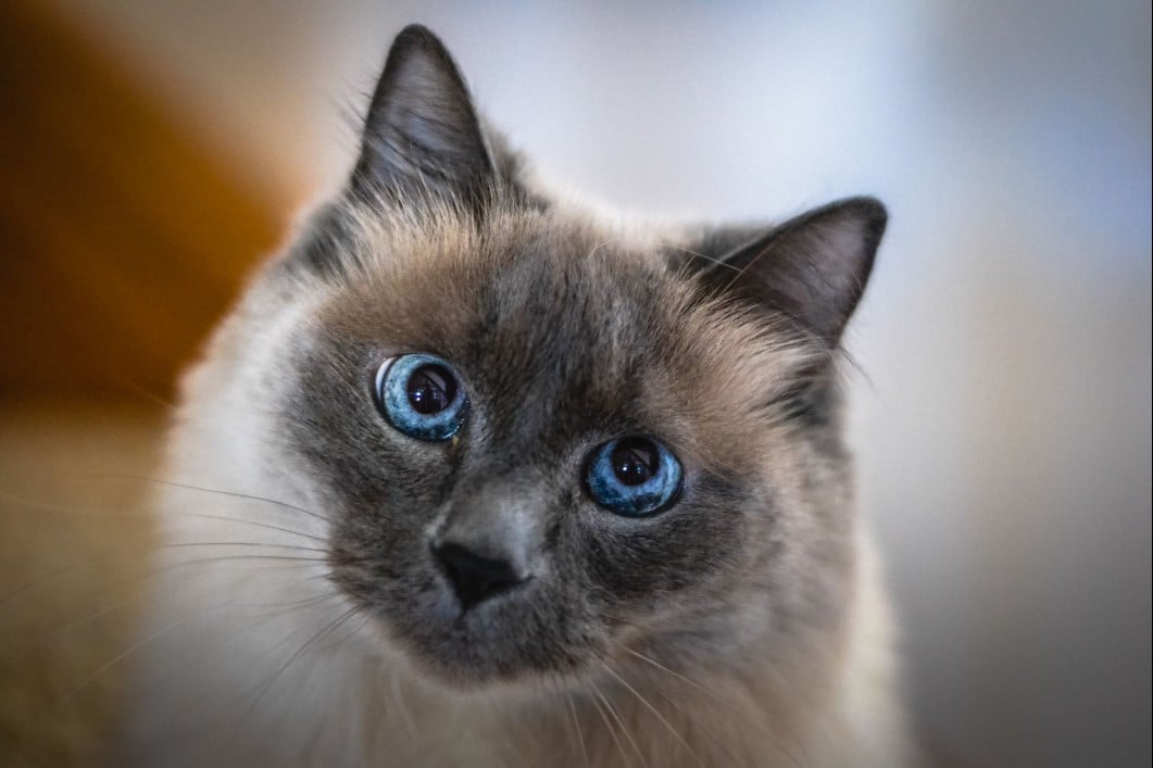 Balinese Blue Point Color