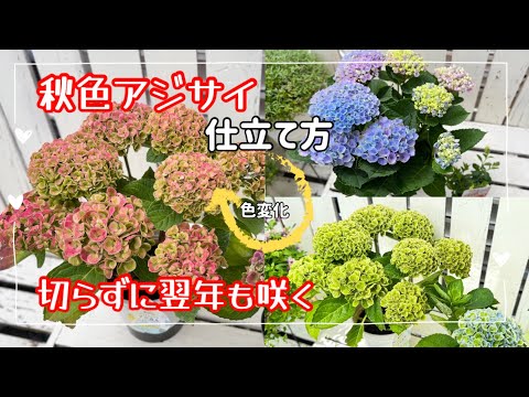 秋咲きアジサイの選び方と育て方、長く花を楽しむコツ