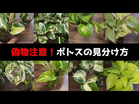 斑入りポトスで失敗しない、おすすめ品種と育て方のコツ