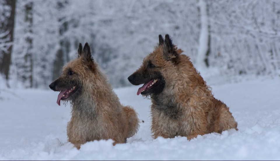 Two Belgian laekenois in snow