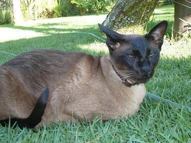 Photo of Siamese cat Levi