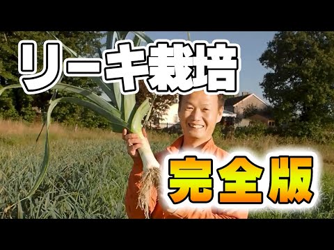 【実体験】リーキ栽培の3つの方法：種から・再生・多年草化を解説