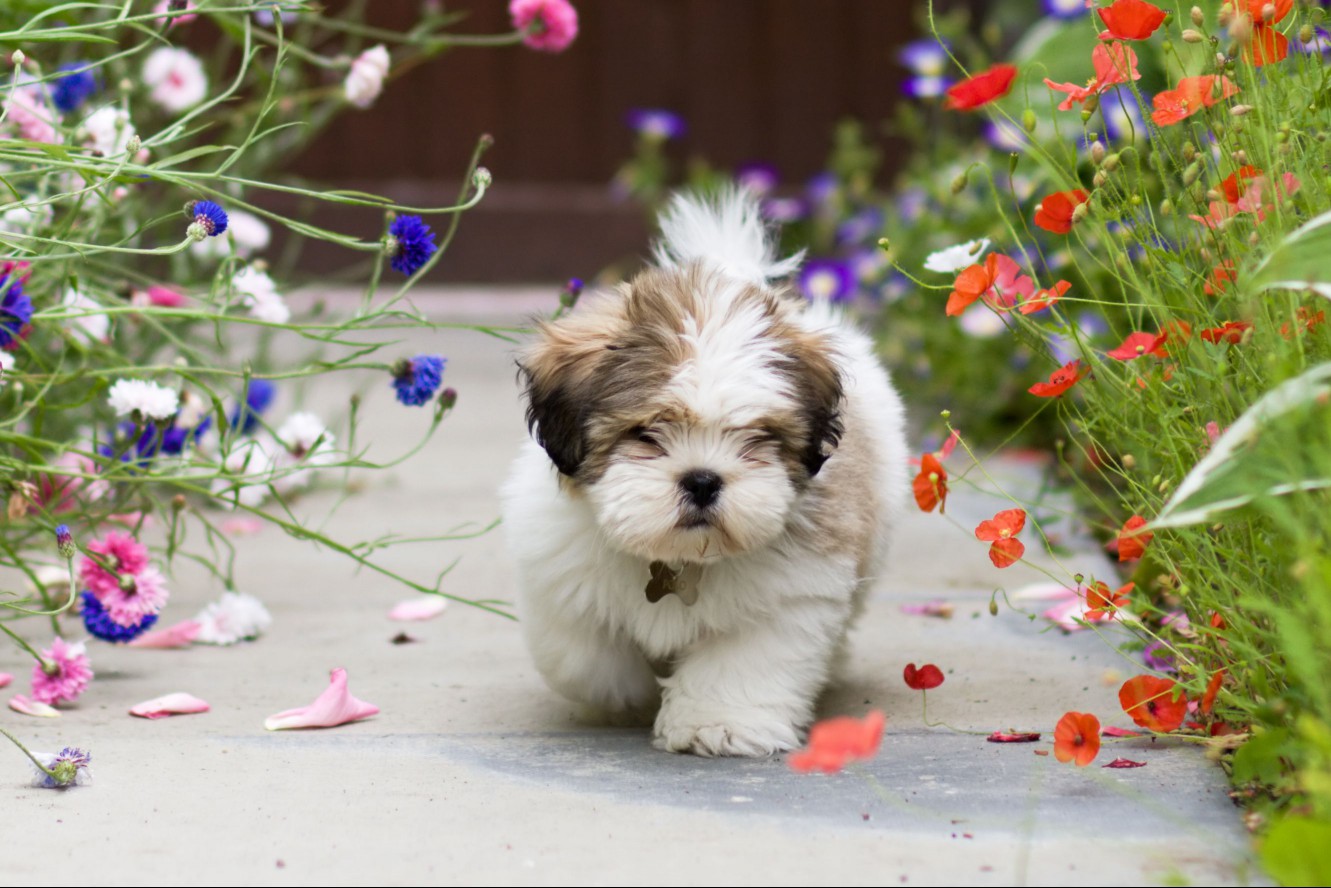 Lhasa apso puppy