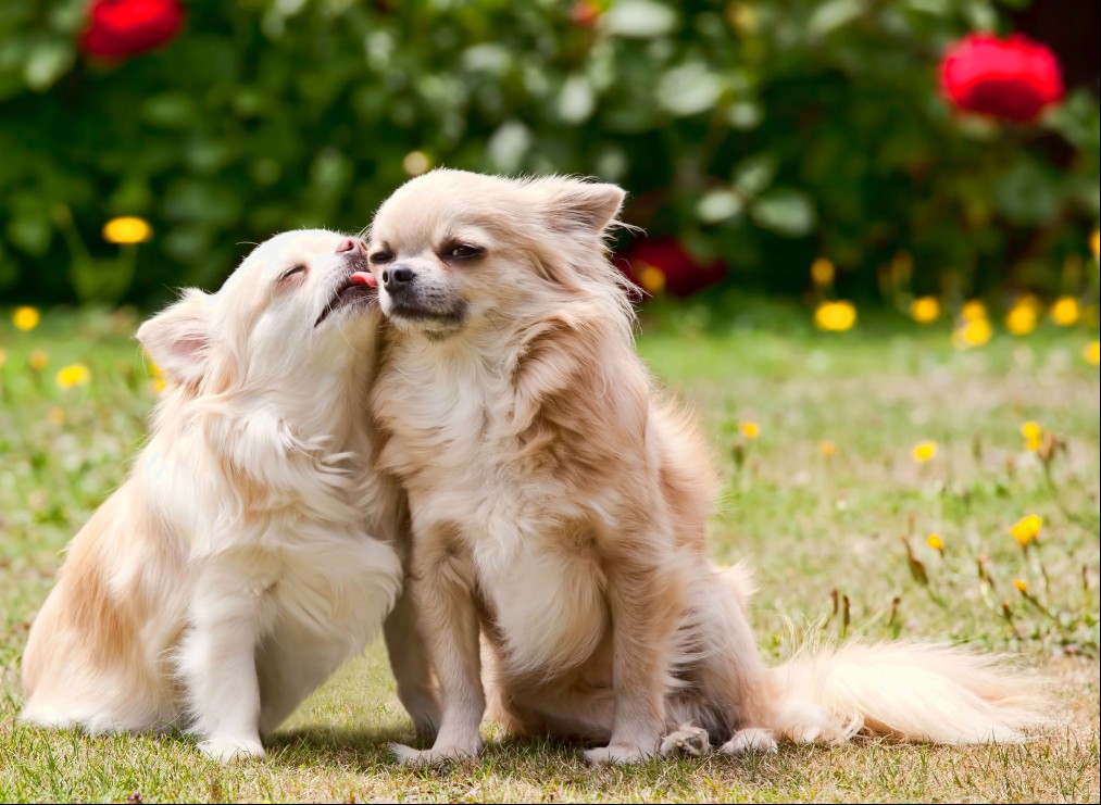 Loving Chihuahuas