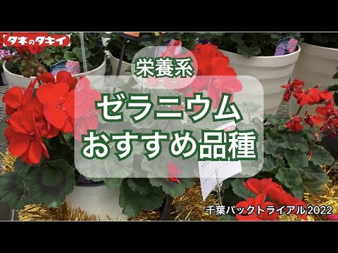 香り付きゼラニウムって知ってる？品種ごとの特徴と育て方のコツ