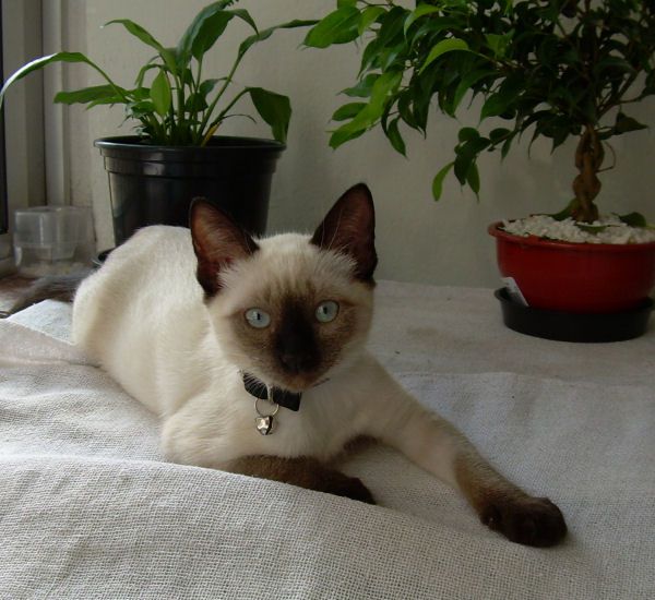 Photo of Siamese cat Luiza