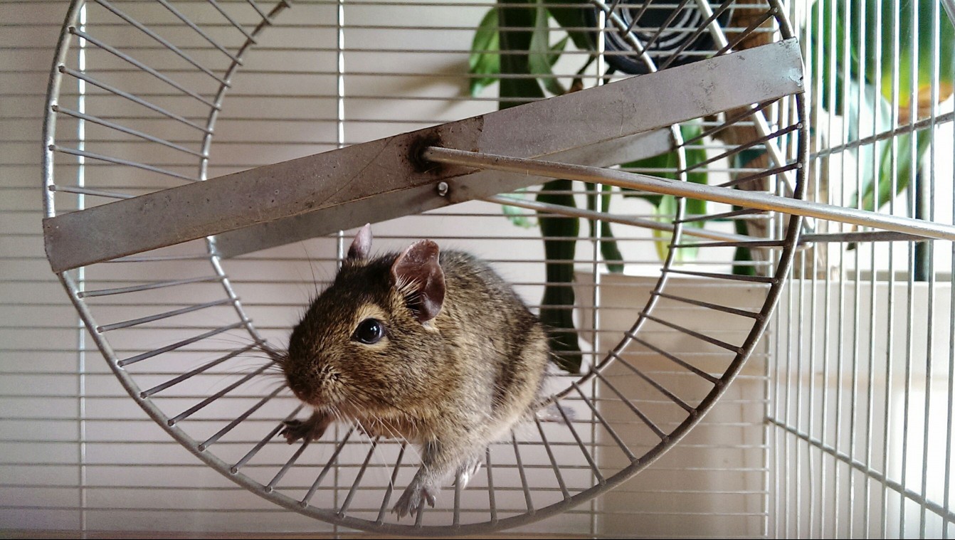 Hamster on a wheel