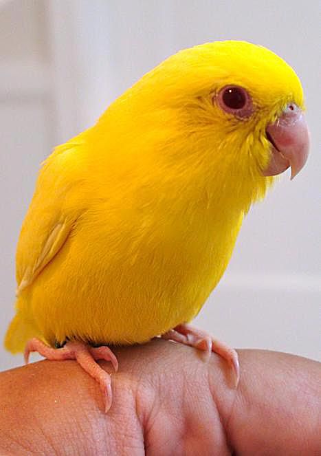 yellow parrotlet