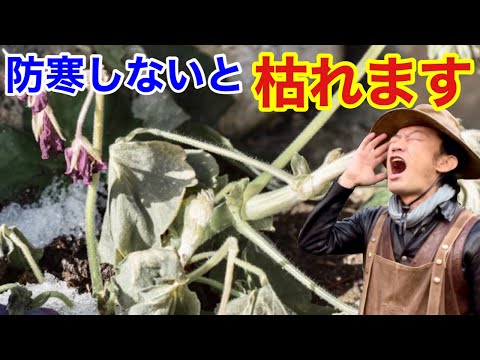 寒い日のガーデニング、どうやって温かく？実践者が教える5つの方法