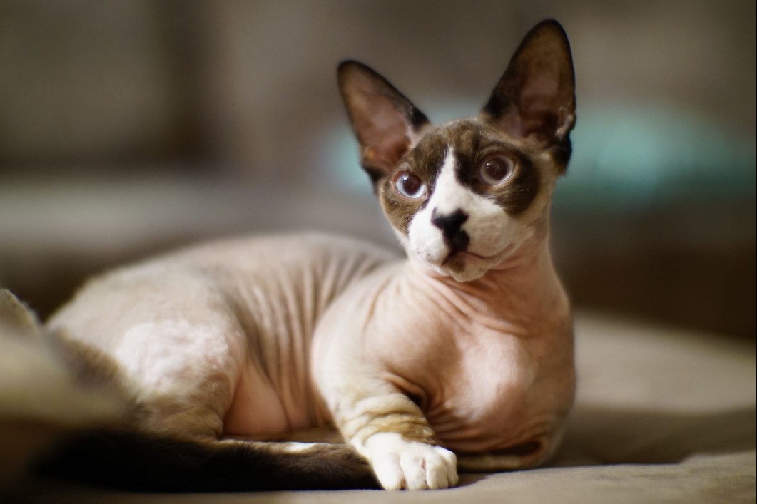 Black and White Bambino Cat