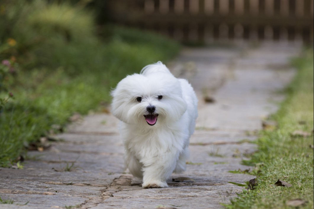 Maltese walking outside