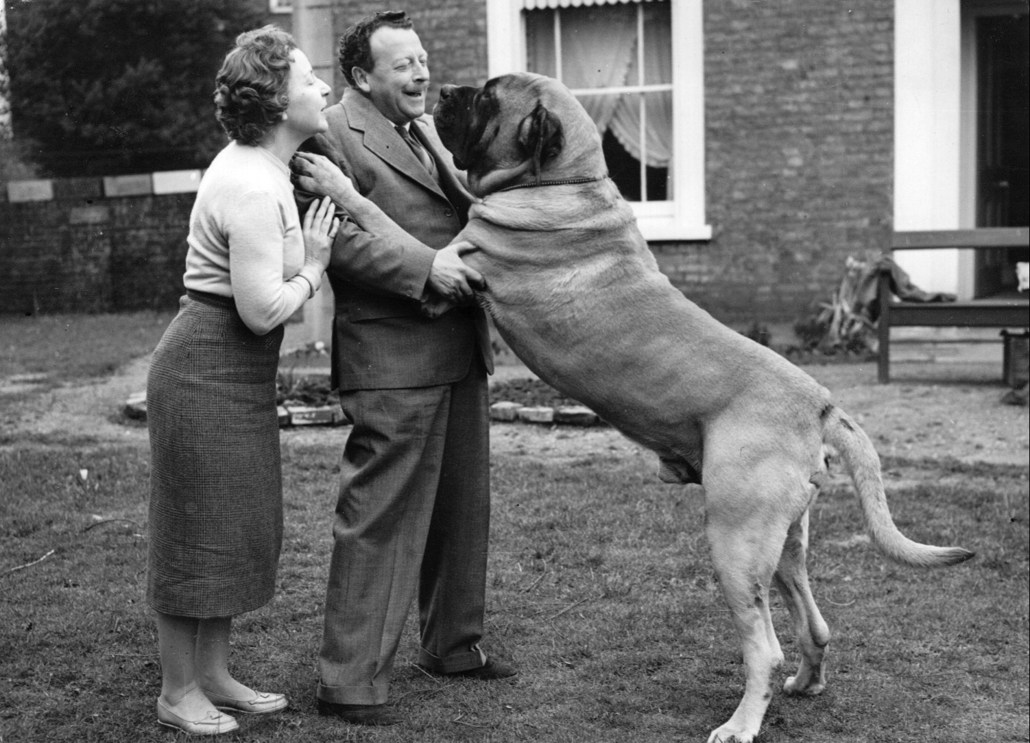 Mastiff: Dog Breed Characteristics & Care