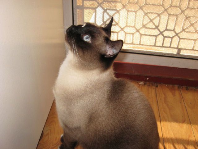 Photo of Siamese cat Mickey