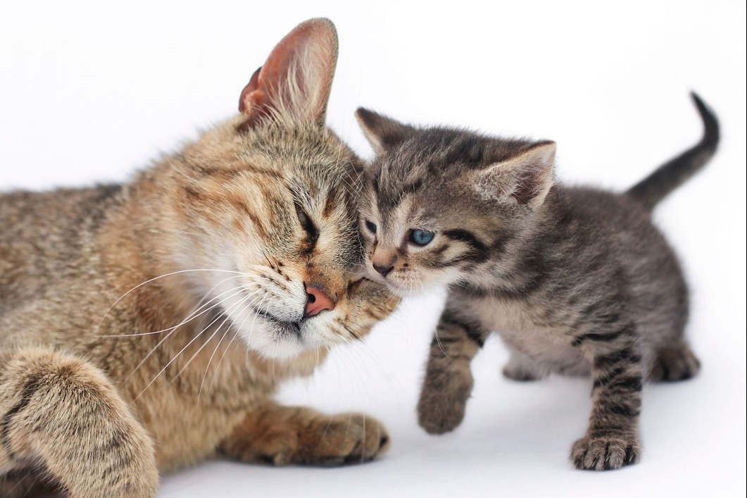 Mother cat nuzzling a small kitten
