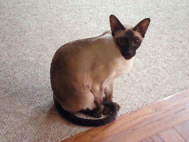 Siamese cat picture: Mousse