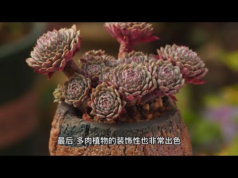 斑入り多肉の室内栽培：おすすめ品種と育て方のコツ