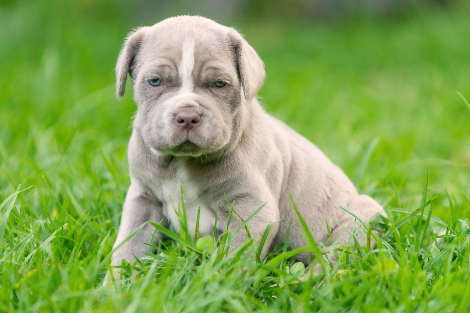 Neapolitan Mastiff puppy