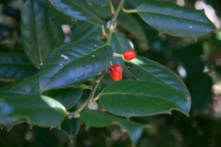 holly branch with berries