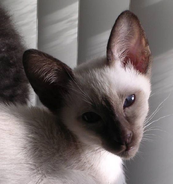 Picture of Siamese Kitten, Nicky