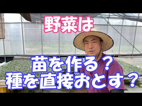 直まきの成功のコツ 苗より強い理由と失敗しない方法
