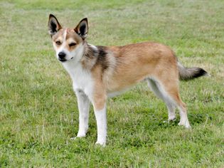 Norwegian Lundehund: Dog Breed Characteristics & Care