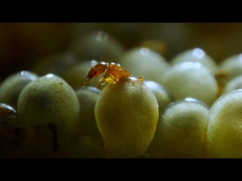 在来種の果樹で鳥とミツバチを引き寄せる！簡単に始める3つのコツ