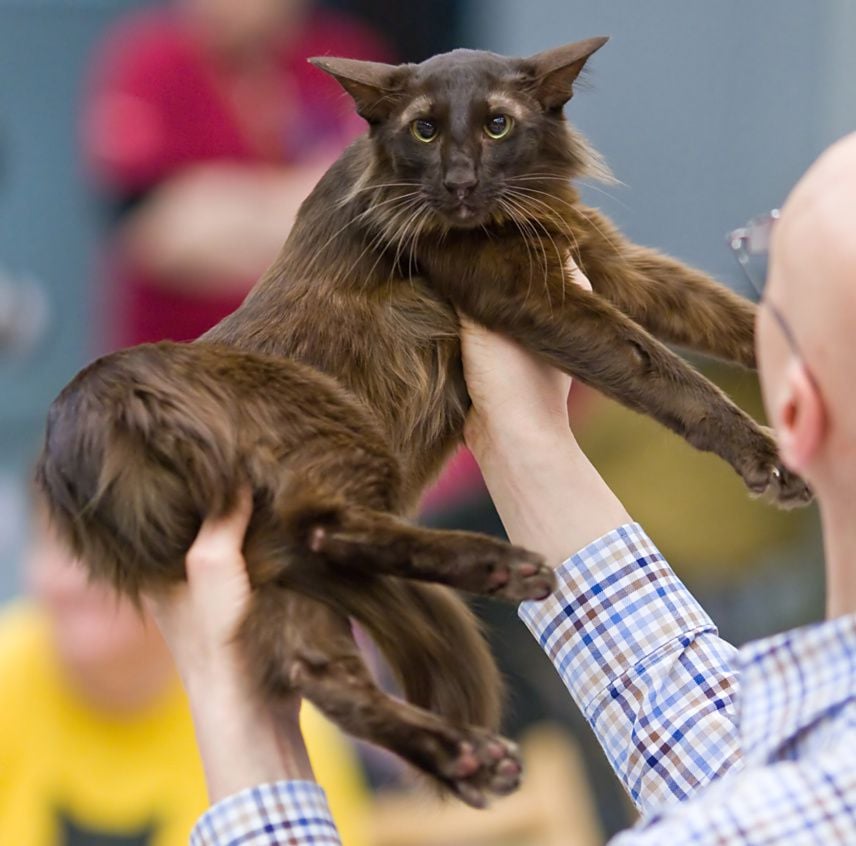 Solid Colored Oriental Longhair