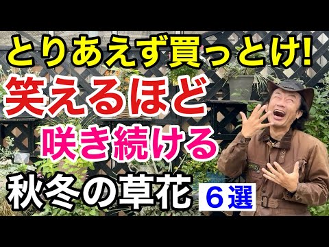 今すぐ使える！秋のコンテナガーデン実践テクニック集