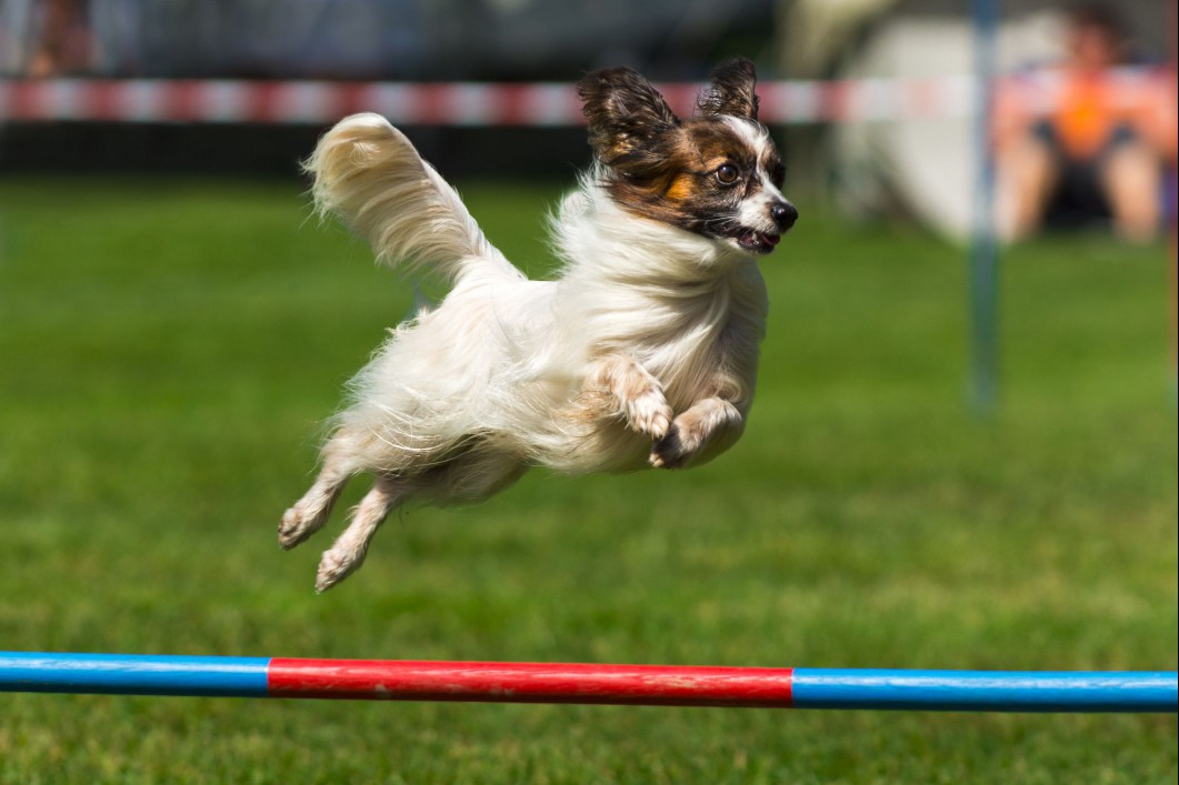 Papillon on agility course