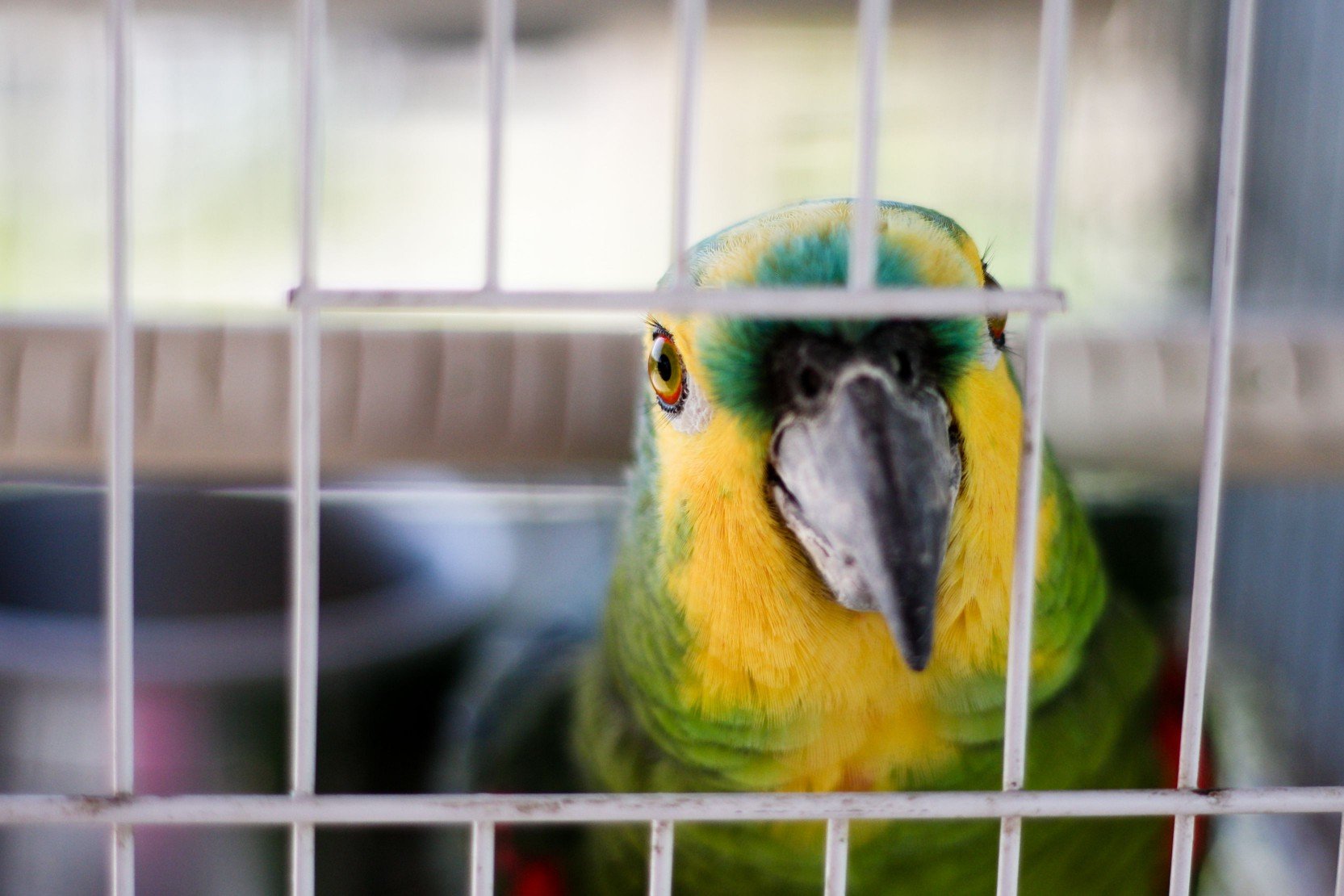 Parrot cage