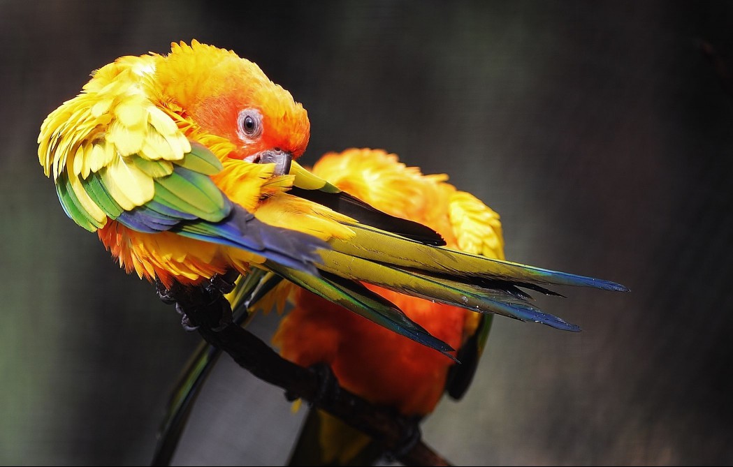 Parrot feather plucking