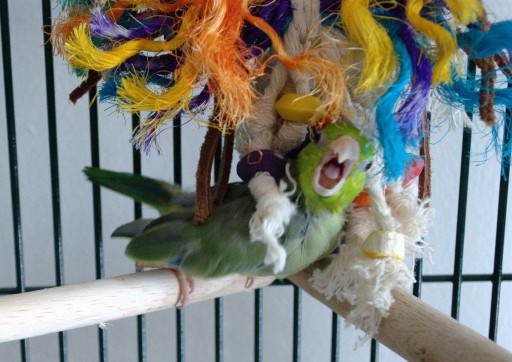 Parrotlet playing in cage
