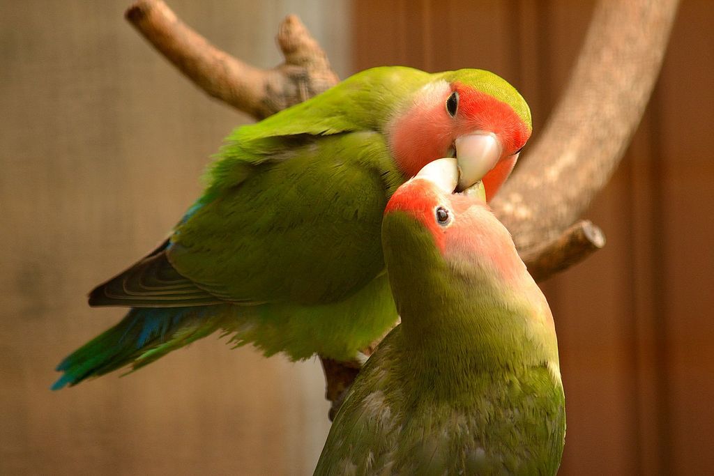 A List of 5 Types of Small Parrots