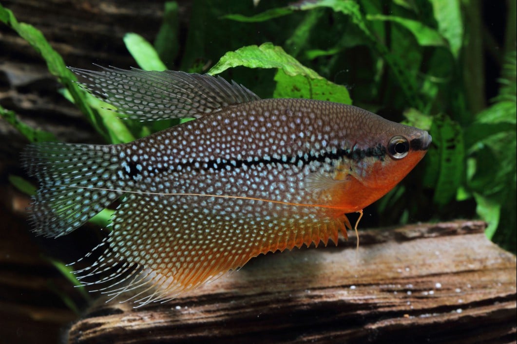 Pearl Gourami