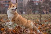 Pembroke Welsh Corgi standing