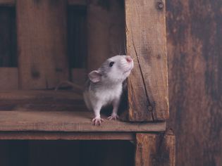 Safe and Toxic Wood for Rats to Chew Safe and Toxic Wood for Rats to Chew