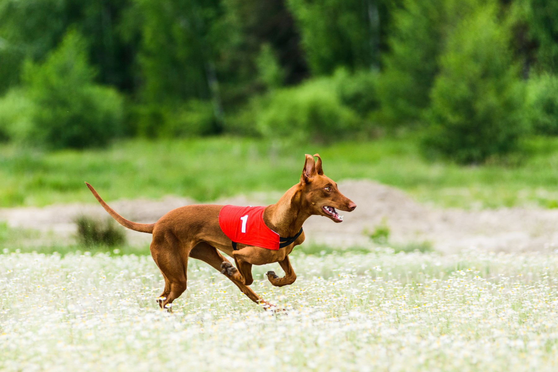 Pharaoh Hound lurecoursing