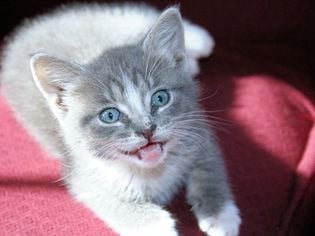 Sneezing in Cats and Kittens