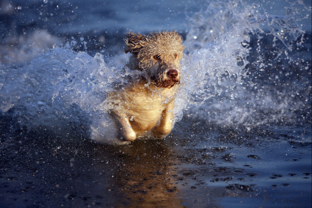 Portuguese Water Dog swimming